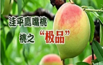 河源 连平上坪一年一度“桃”醉盛夏鹰嘴桃节三天游