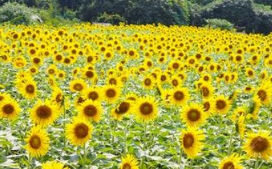 东莞 百花洲赏花、野趣园野炊 趣味活动休闲两天游